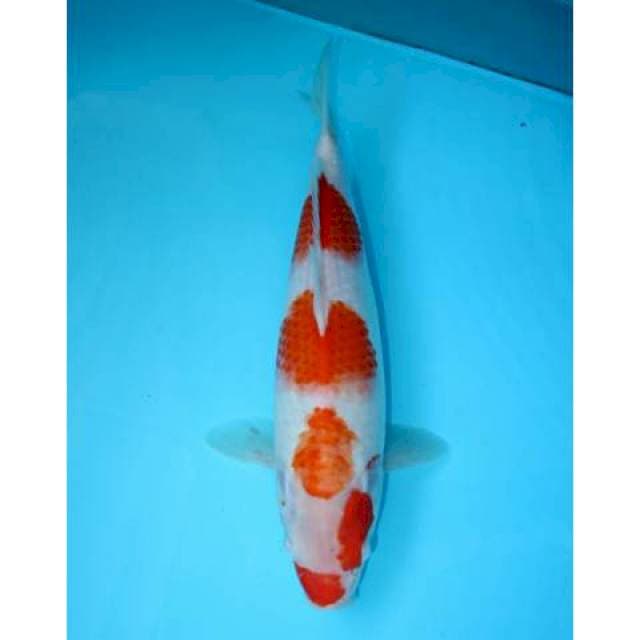 KOHAKU 31 CM FEMALE