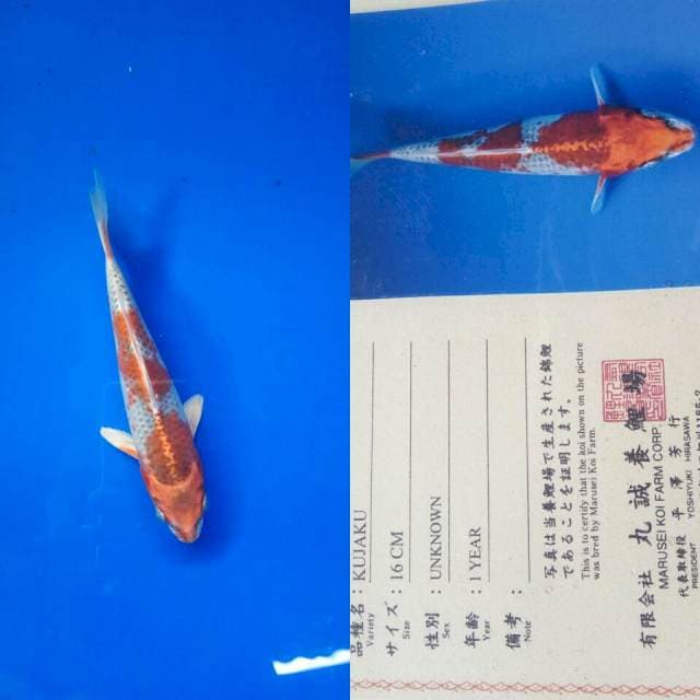 Kujaku import marusei
