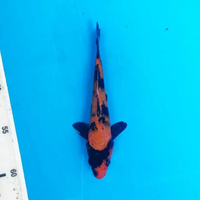 Hi Utsuri prospek 17cm