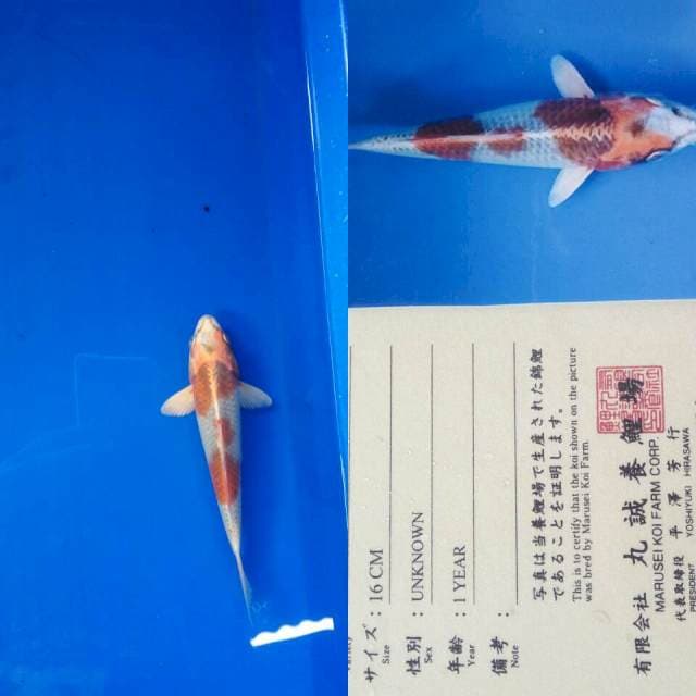 Kujaku import marusei