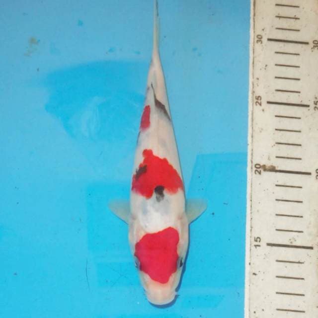 Sanke 24 cm