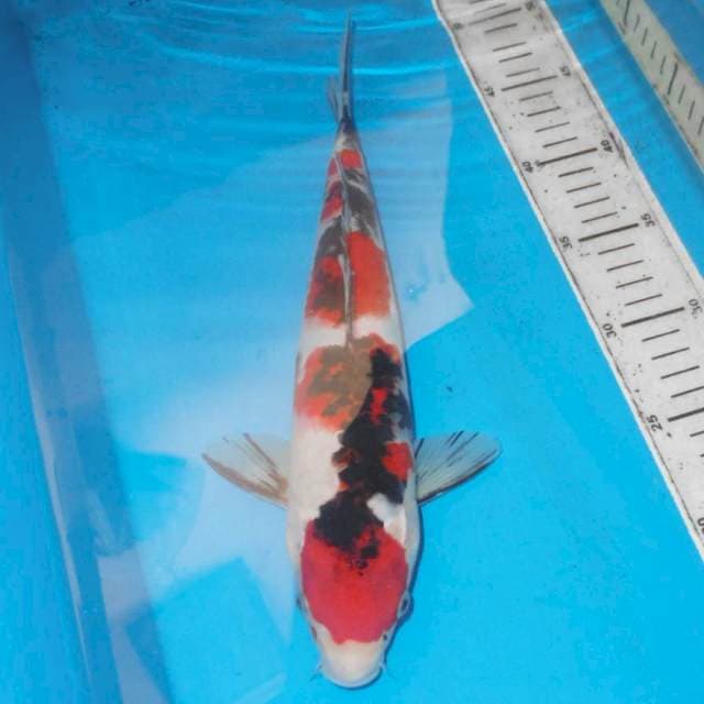 ShowA 34 cm
