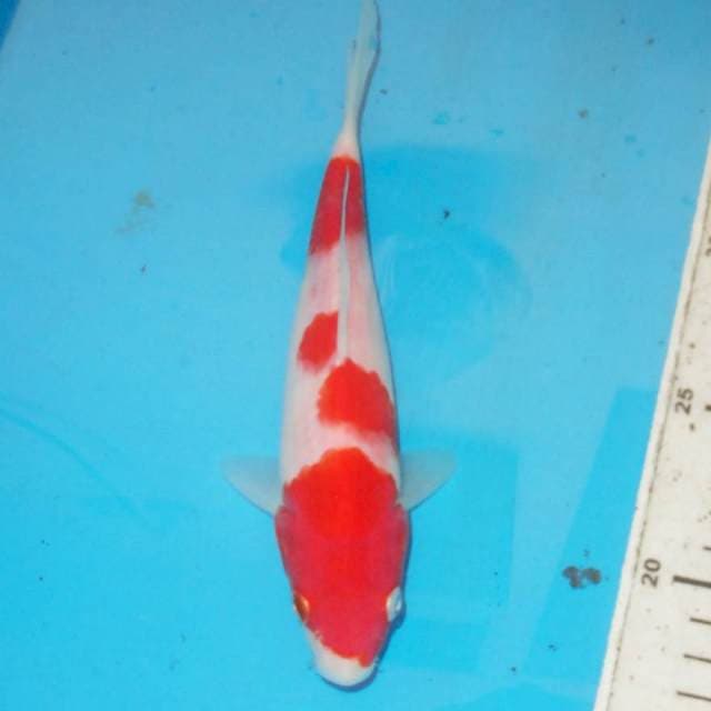 Kohaku 25 cm