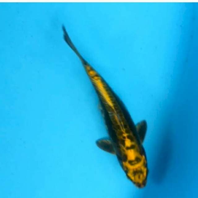 Mukasi gold dragon 25 bu