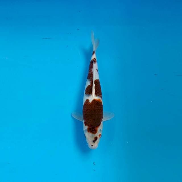 Goromo