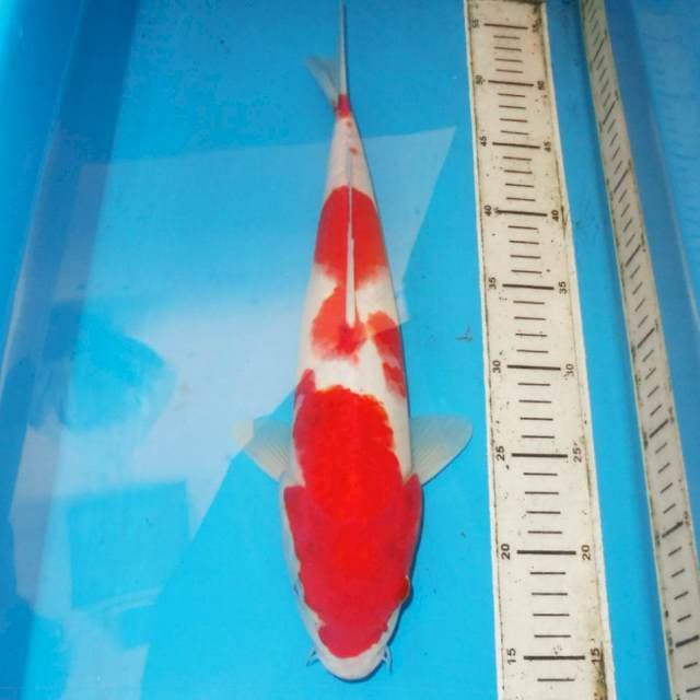 39cm KOHAKU POLA UNIK
