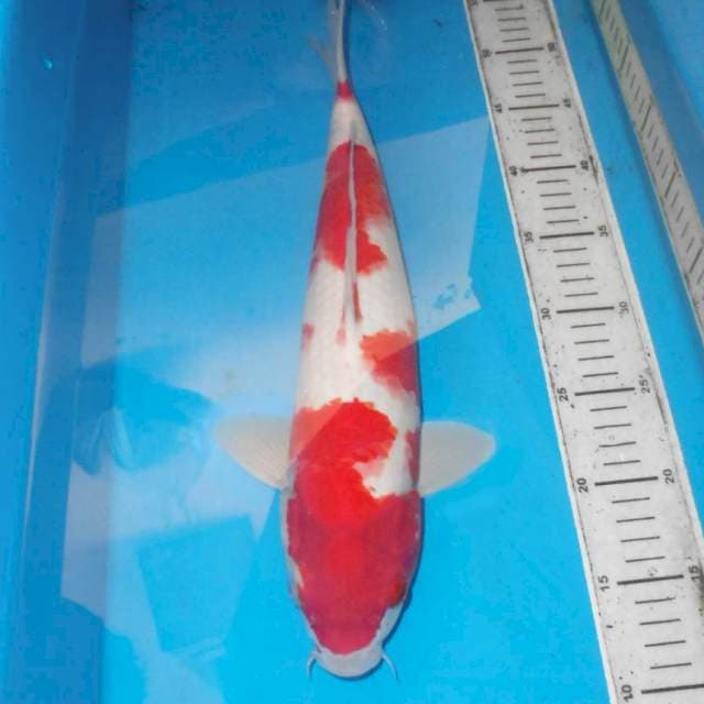 40cm BIG KOHAKU HQ