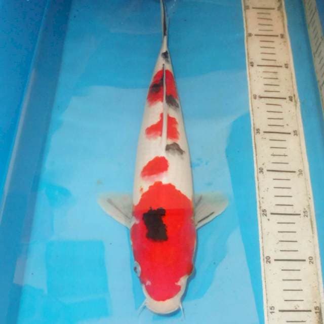 39cm 4STEP SANKE STUBOSUMI
