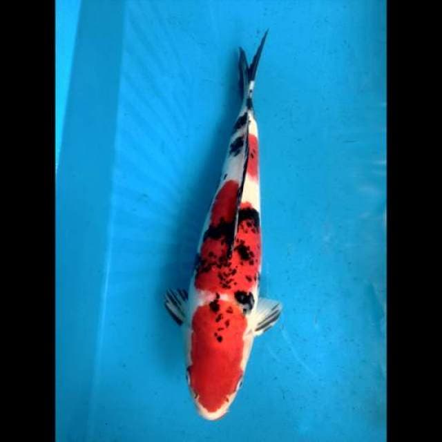 Sanke male 45cm