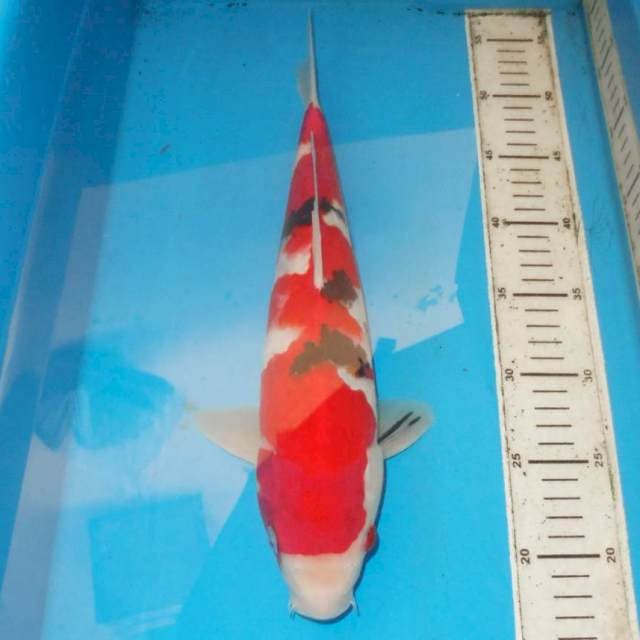 36cm INAZUMA SANKE