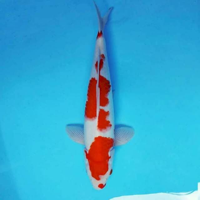 ATAKA 10 - KOHAKU KUCIBENI ®