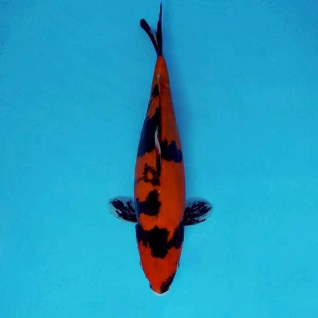 ATAKA 13 - SHOWA DOITSU ®