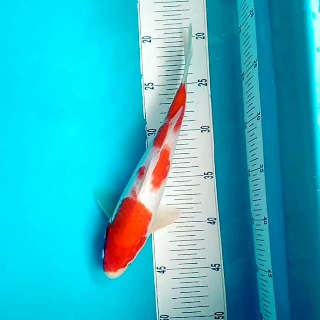 Kohaku semrawut # 27cm