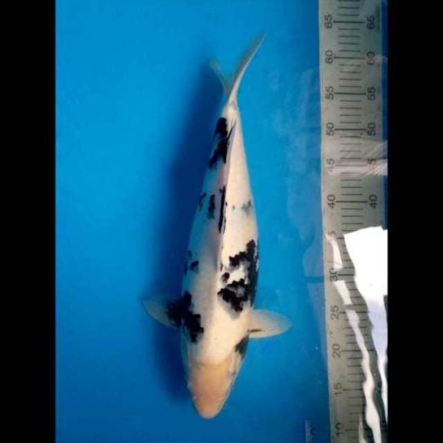 Tategoi f1 45cm