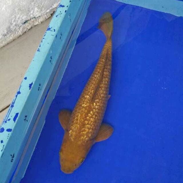 Bulky ginrin 31cm. (male)
