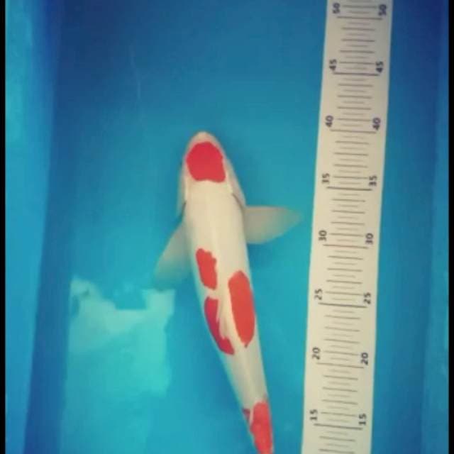 Kohaku Maruten 35bu