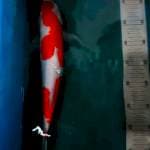 Kohaku 30bu