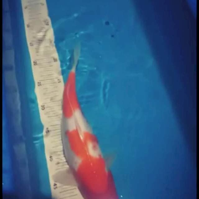 Kohaku 30bu