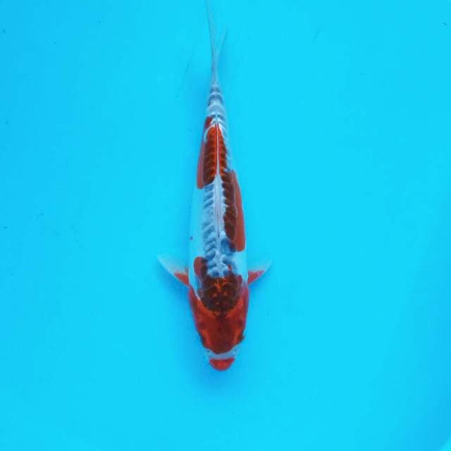 Kucibeni manis*30cm