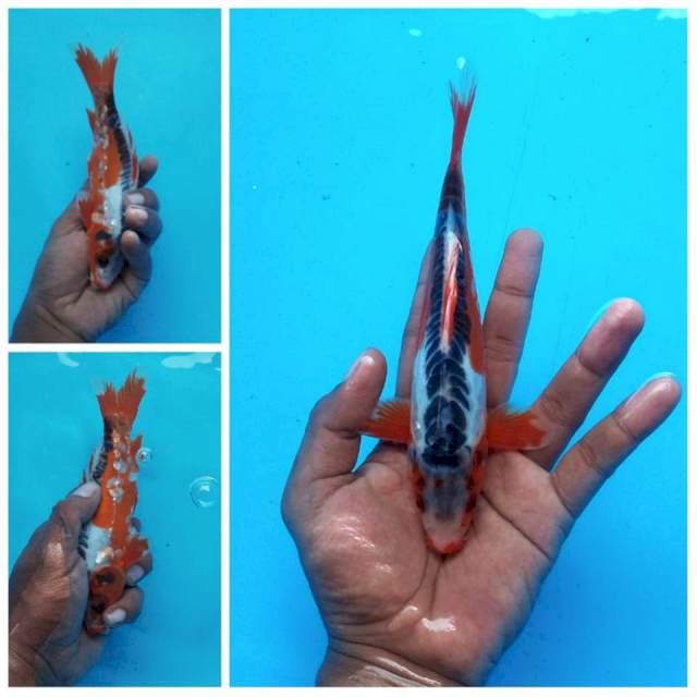 Hana Shusui Quality ±22cm