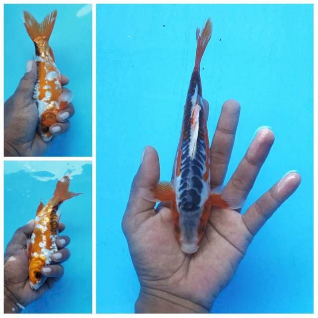 Hana Shusui spesial ±22cm