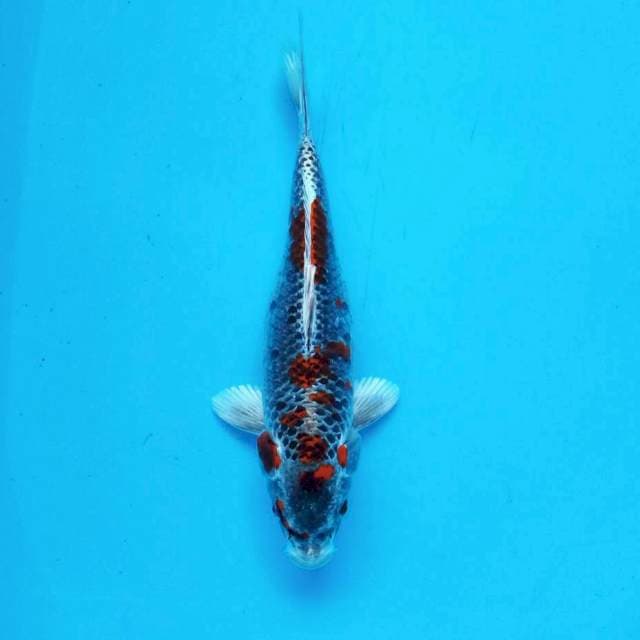 Cantik*33cm