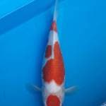 Maruten Kohaku