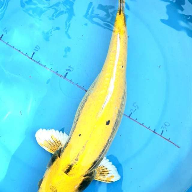 Domas Gendong Telur 37cm