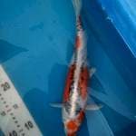Kujaku Doit 30cm