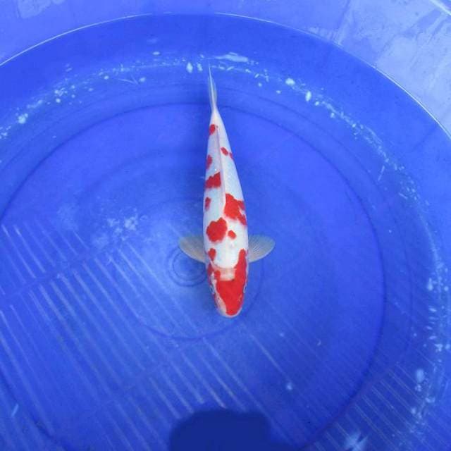 Sakura kohaku ±30cm