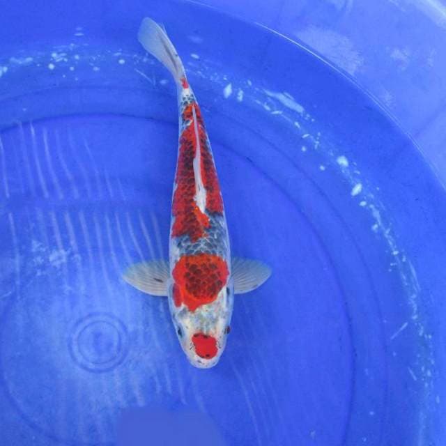 Ghosiki male ±32cm