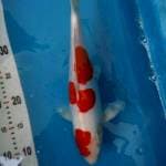 Kohaku Doit 31cm