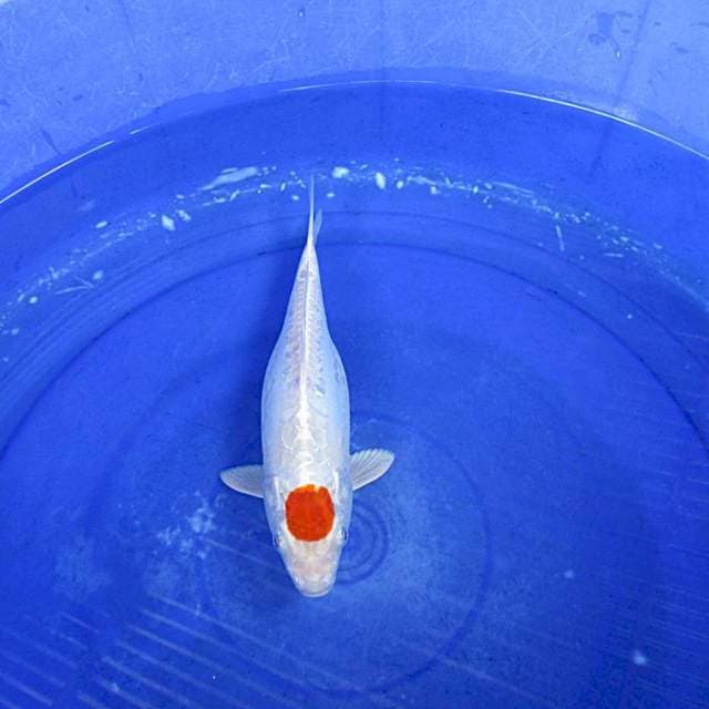 Tancho ori ±28cm heiseynisiki