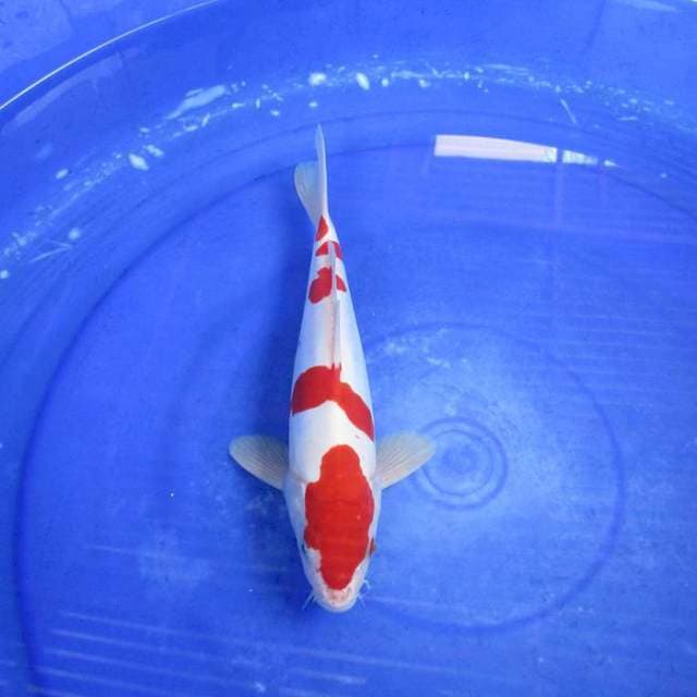 Doitsu murni kohaku ±27cm male