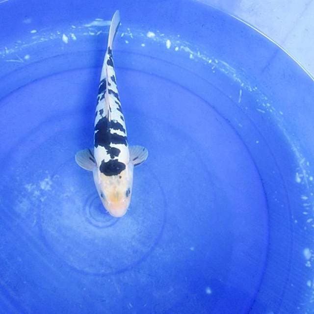 Doitsu murni shiro ±30cm