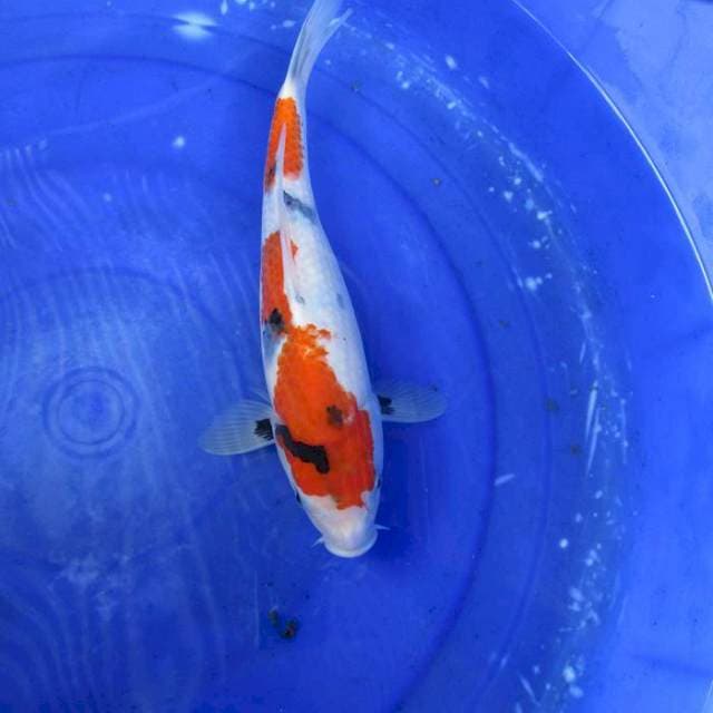 Kindai shiwa perfect ±30cm