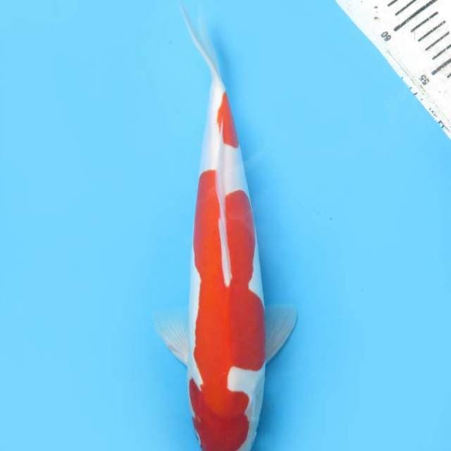 40bu , Kohaku Doitsu Murni