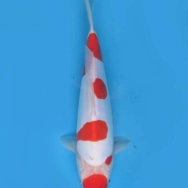 32cm , Dalmation Kohaku Doitsu