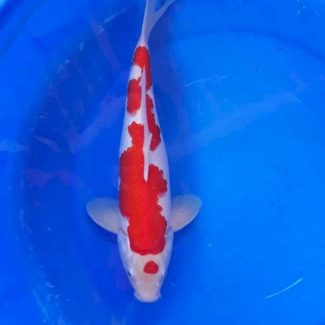 Kohaku HQ Bakat Jumbo