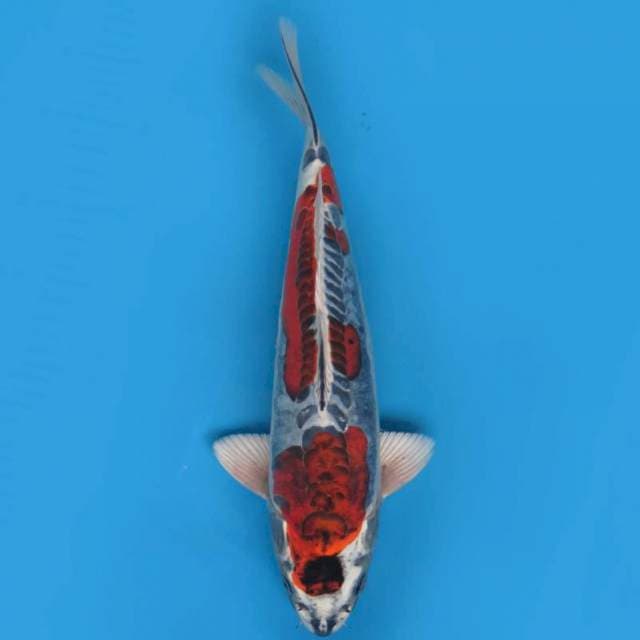35cm , Beni Kinkikoryu 