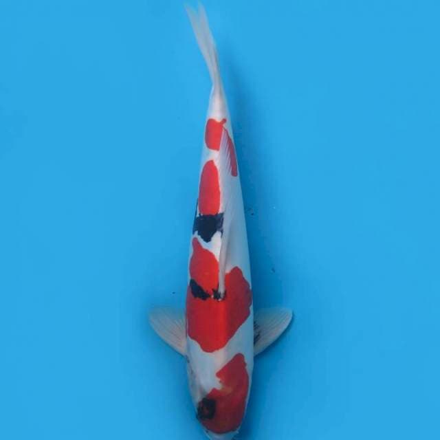 44cm , Showa Doitsu Murni