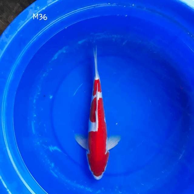 Kohaku Doit Aragoke HQ Merah Strong