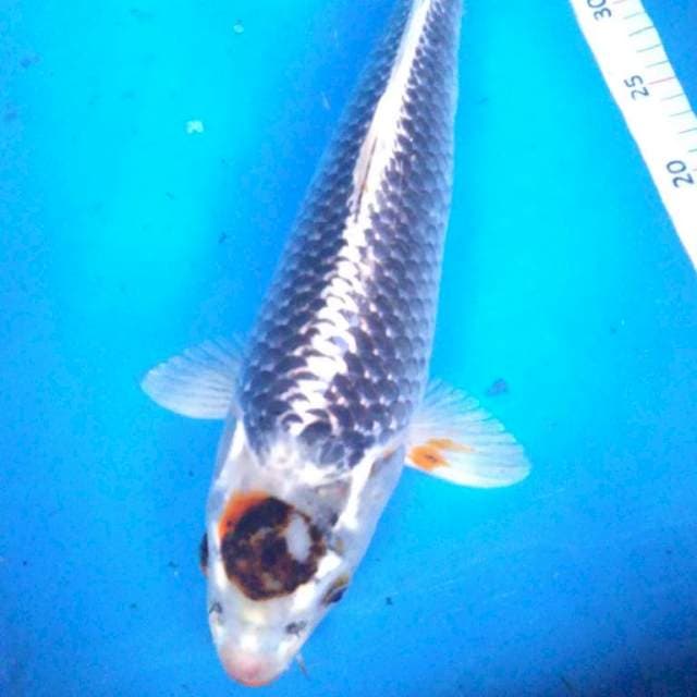 JUMBO TANCHO KUJAKU 42 cm
