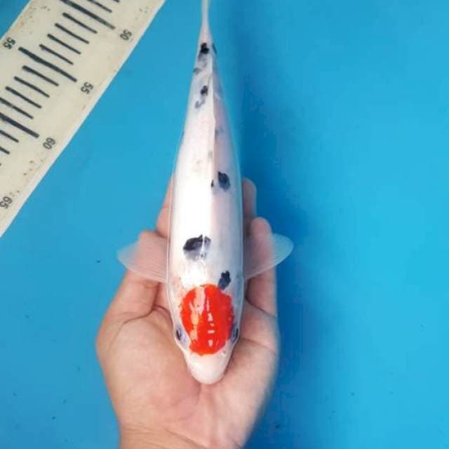 tancho sanke 29cm