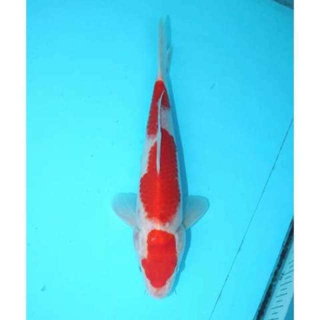 NIDAN KOHAKU 26 CM MALE