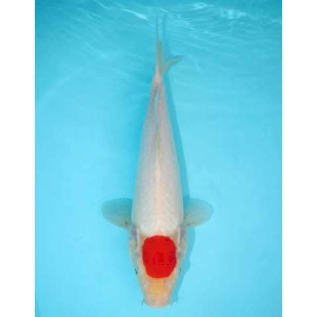 TANCHO KOHAKU 27 CM MALE