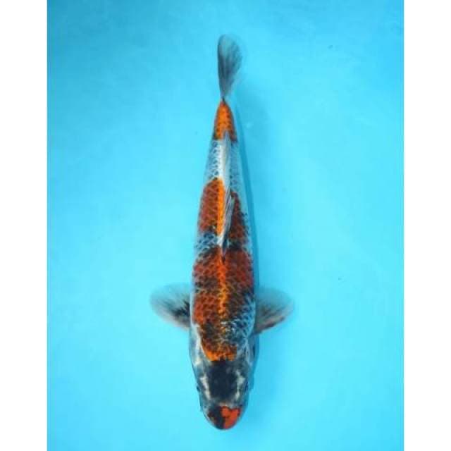 GOSHIKI 33 CM MALE