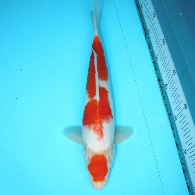 KOHAKU 30 CM FEMALE