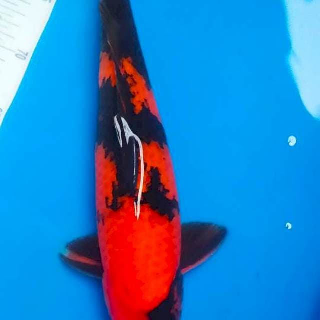 hiu jantan