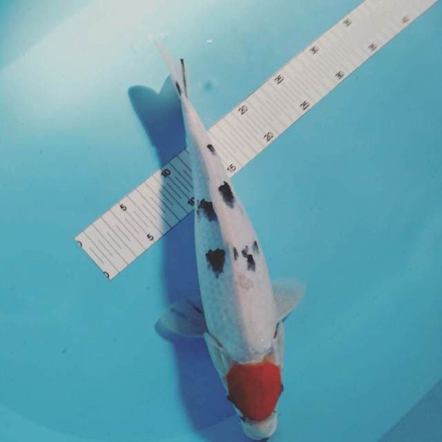 Tancho sanke 35cm fm